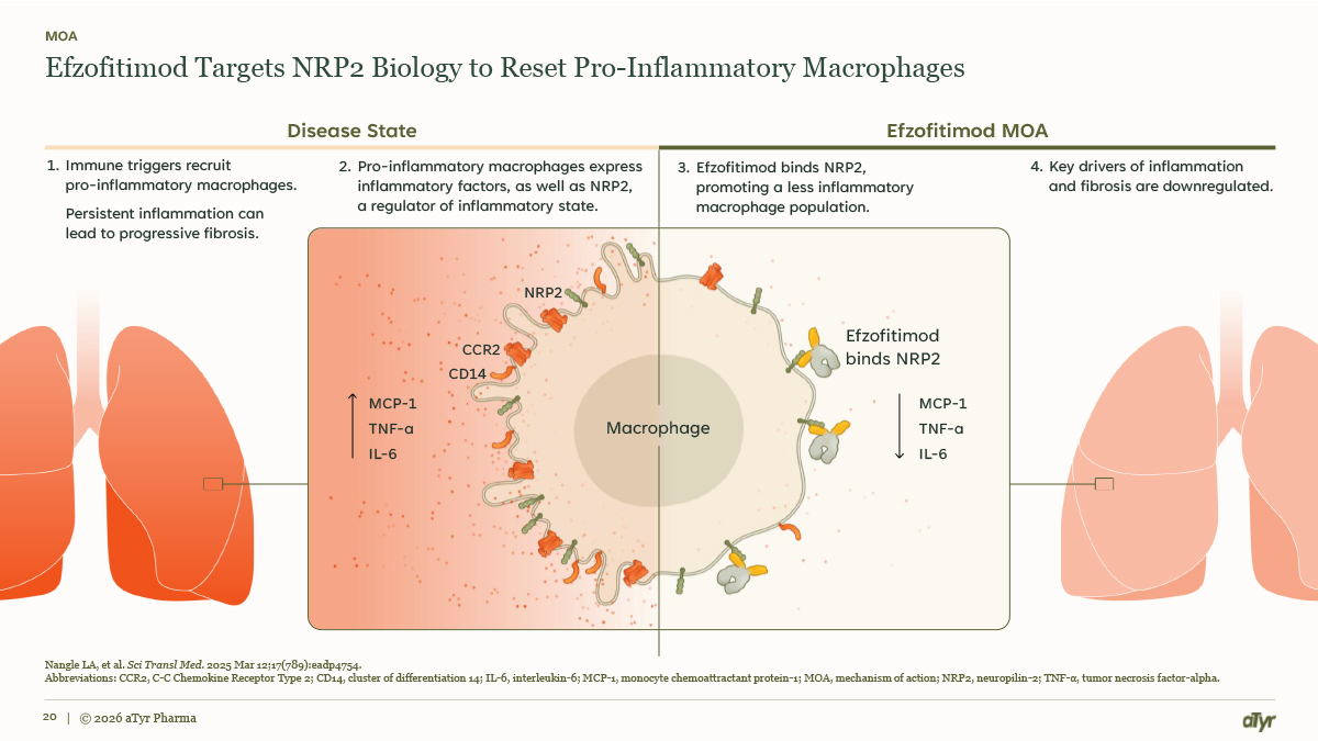 Mechanism of action — efzofitimod targets NRP2 biology to reset pro-inflammatory macrophages: in the disease state, immune triggers recruit pro-inflammatory macrophages that express inflammatory factors and NRP2, driving MCP-1, TNF-α and IL-6; efzofitimod binds NRP2 to promote a less inflammatory macrophage population, downregulating those drivers of inflammation and fibrosis.