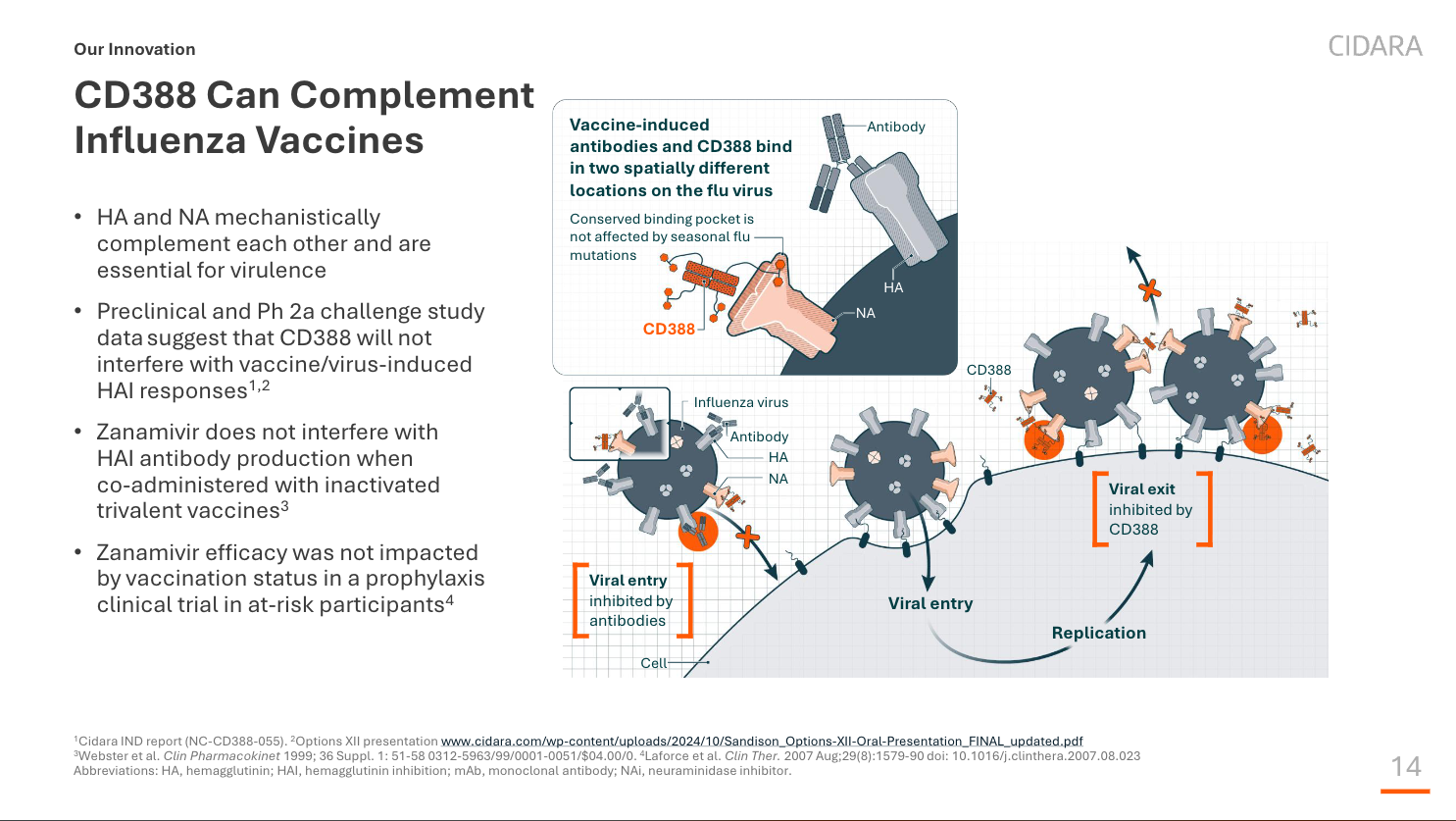 CD388 and vaccine-induced antibodies bind two spatially different locations on the flu virus, so CD388 can complement influenza vaccines without interfering with HAI responses.