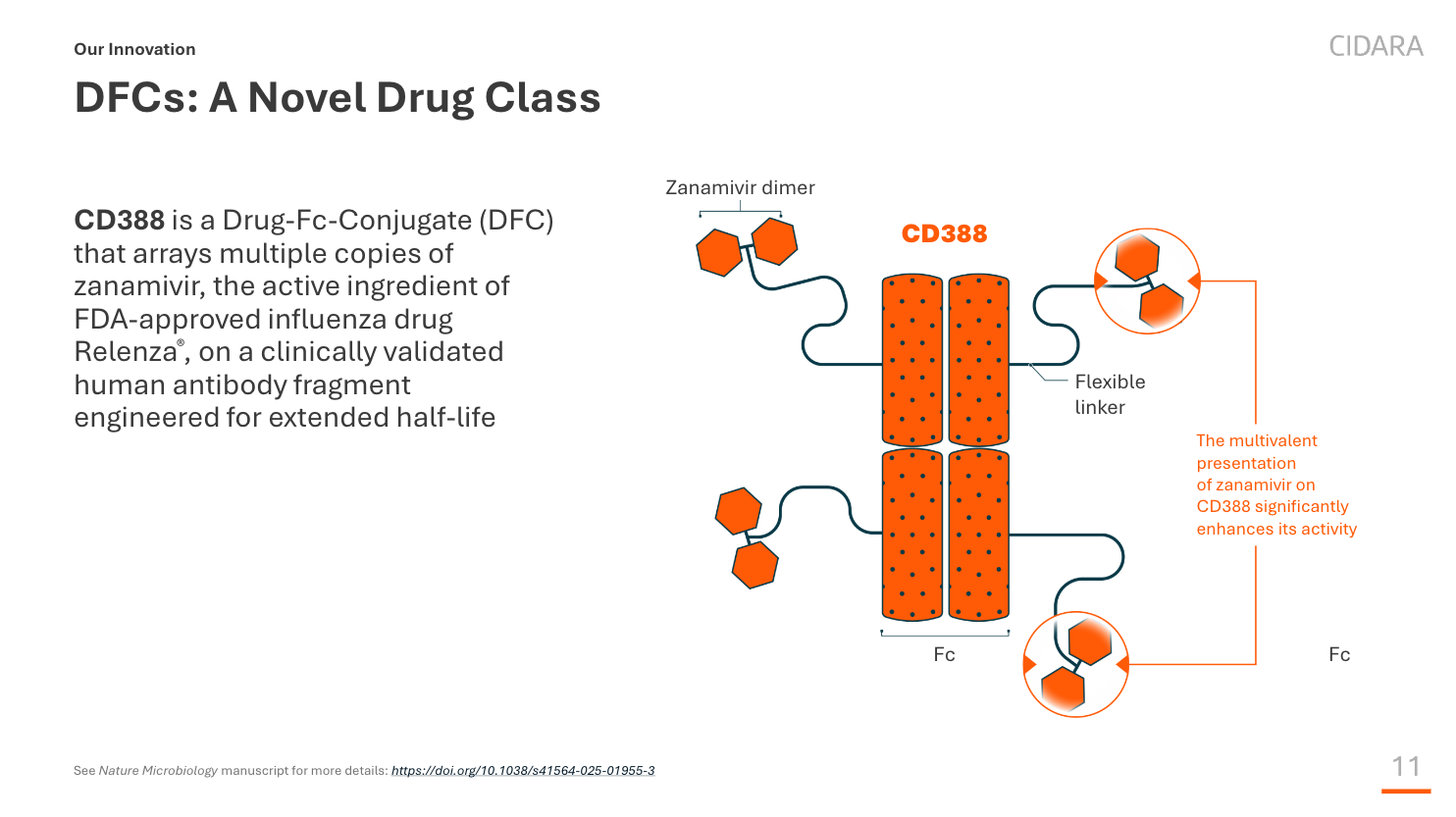 Diagram of CD388, a drug-Fc conjugate arraying multiple copies of zanamivir on an engineered human antibody Fc fragment with flexible linkers.