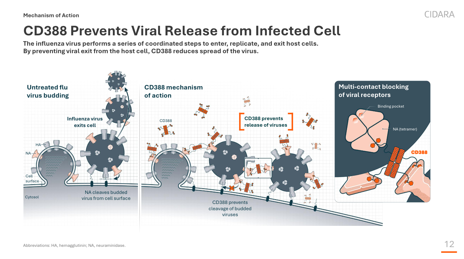 CD388 mechanism of action — preventing viral release from the infected cell