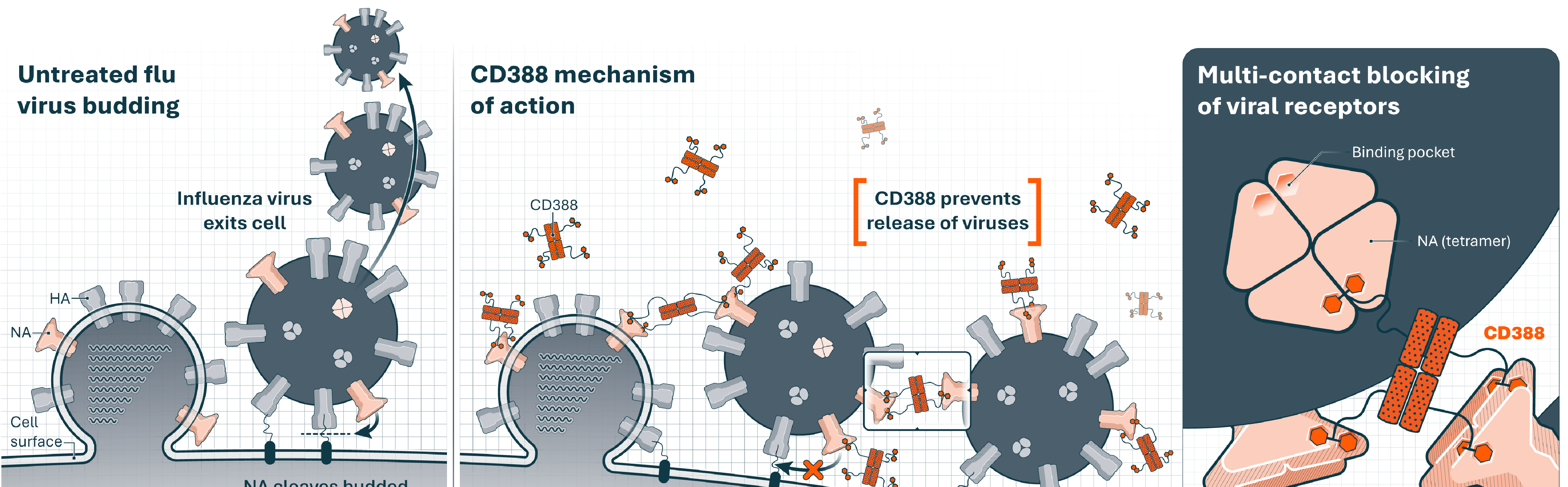 CD388 mechanism of action — multi-contact blocking of viral neuraminidase to prevent influenza release