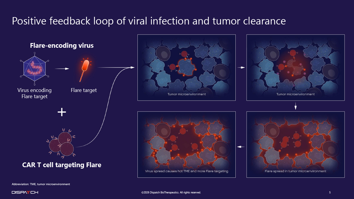 Positive feedback loop of viral infection and tumor clearance: a Flare-encoding virus plus CAR T cells targeting Flare drive viral spread through the tumor microenvironment, heating it up and producing more Flare targeting in a self-amplifying cycle.