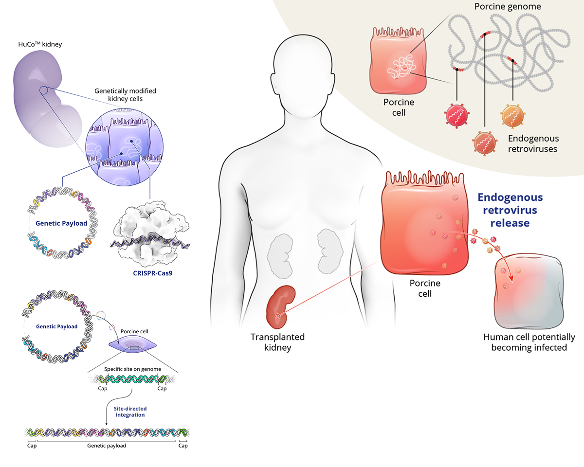 Science-explainer illustrations: a genetically modified HuCo kidney and its edited cells, a circular genetic payload placed by CRISPR-Cas9 through site-directed integration, and the endogenous-retrovirus risk — porcine cells releasing retroviruses that could infect a human cell — that a gene-edited source animal is engineered to eliminate.