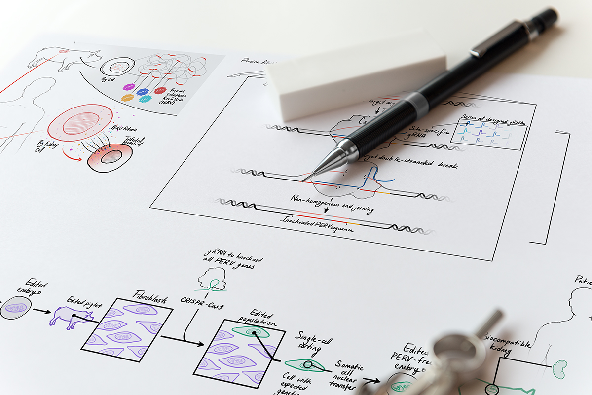 eGenesis — pencil sketches reasoning through the xenotransplantation mechanism