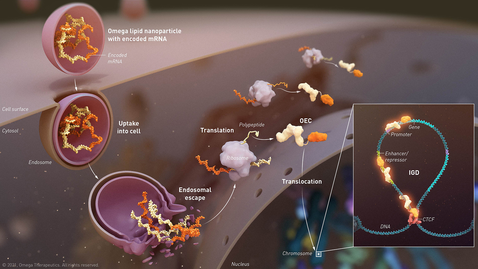 Omega Therapeutics mRNA mechanism-of-action figure