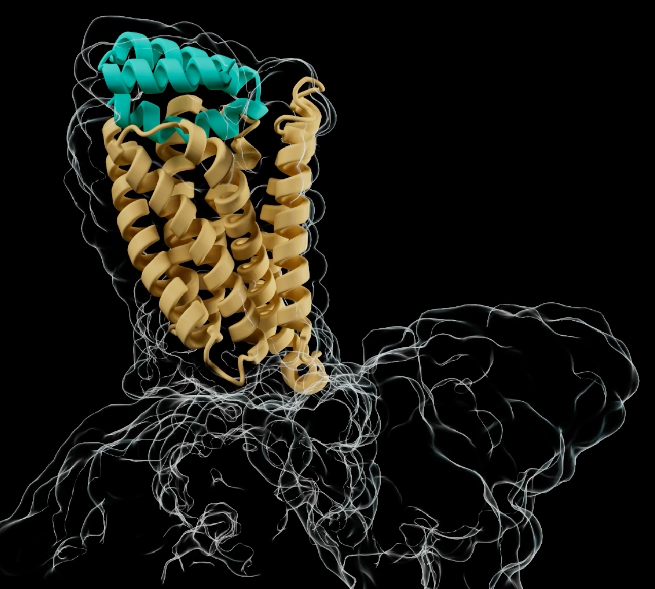 A designed agonist (teal) bound to an active-state GPCR (gold), shown with its electron density