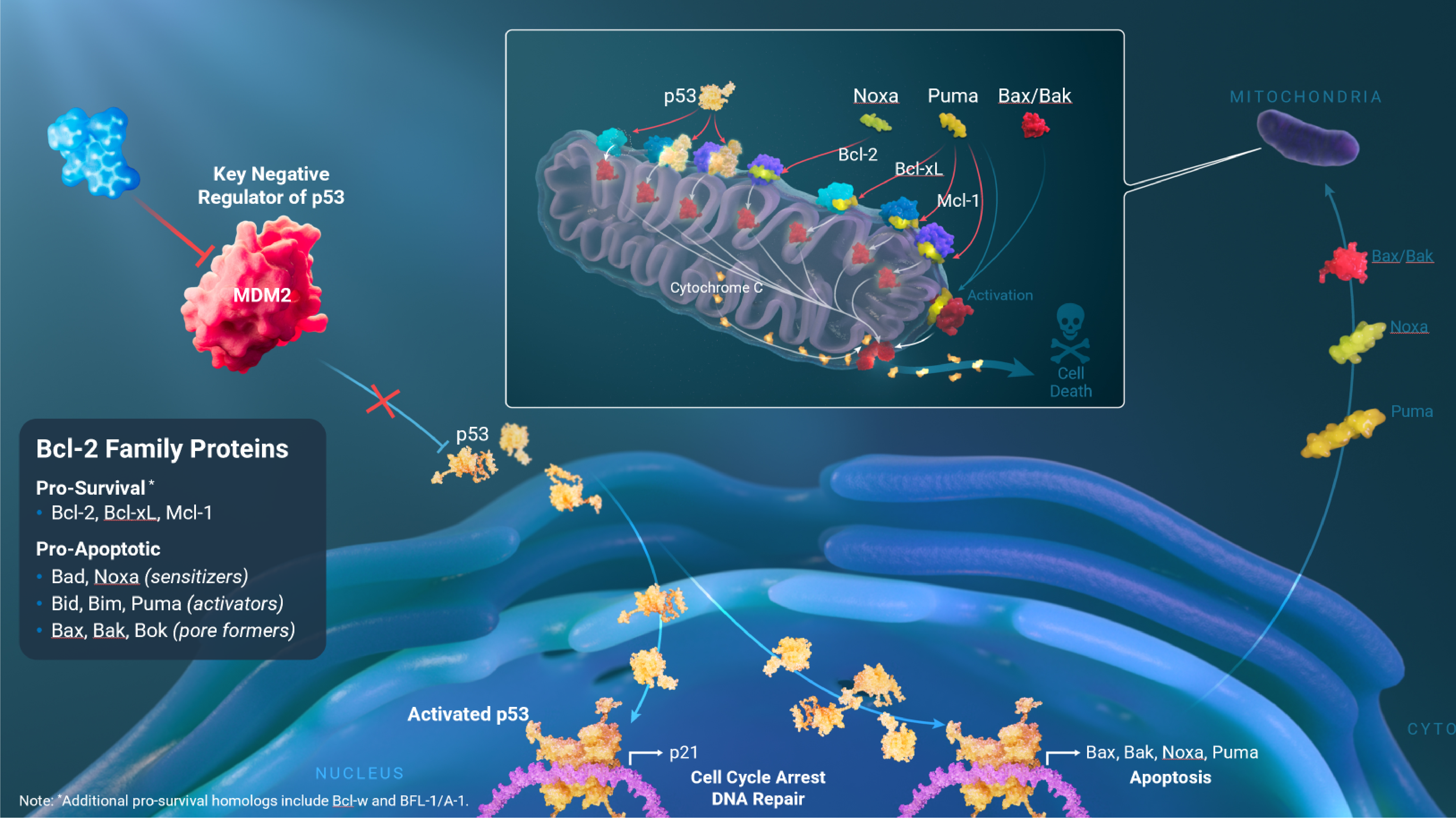 Navtemadlin binding MDM2 — MDM2 inhibition and p53 biology