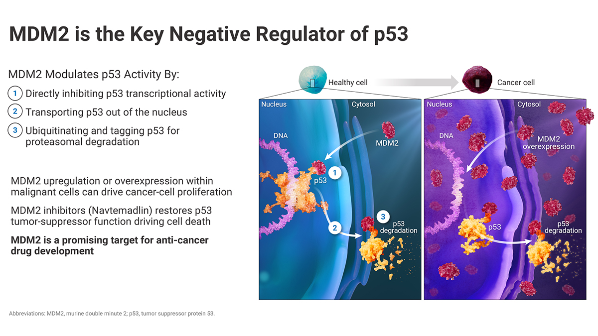 MDM2 is the key negative regulator of p53 — MDM2 inhibits p53 transcriptional activity, transports it out of the nucleus, and tags it for proteasomal degradation; MDM2 overexpression in malignant cells drives proliferation, and MDM2 inhibitors such as navtemadlin restore p53 tumor-suppressor function.