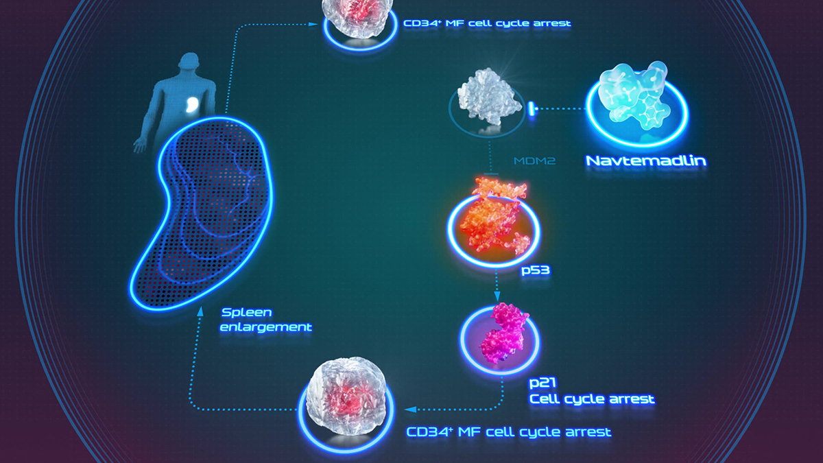 Navtemadlin, a potent and selective investigational MDM2 inhibitor, binds MDM2 to release p53; at low concentrations it induced dose-dependent p53 activation, cell-cycle arrest via p21 and pro-apoptotic cell death in preclinical models.
