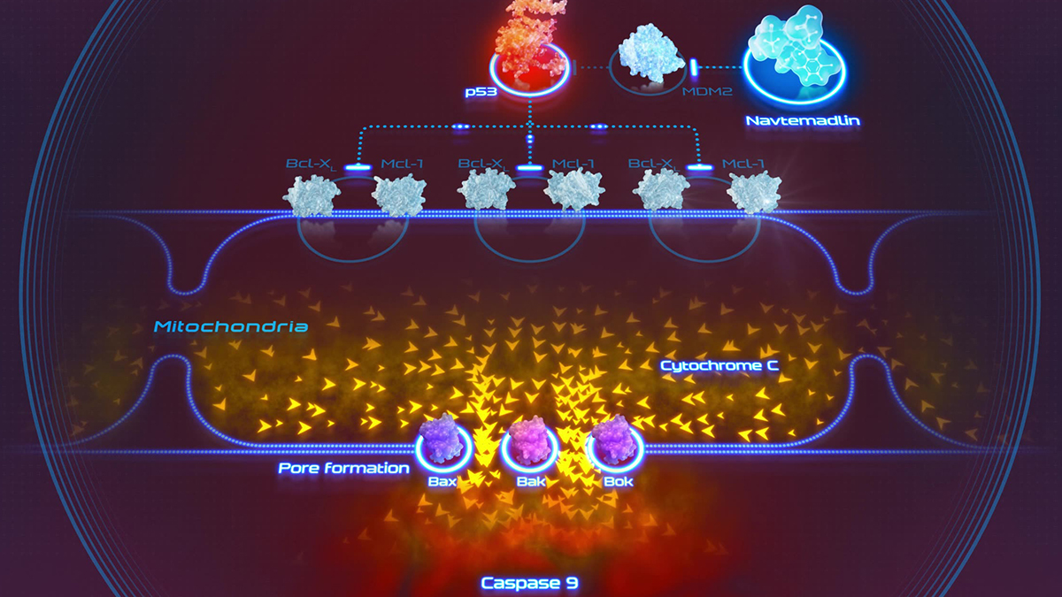 In myelofibrosis, navtemadlin-reactivated p53 drives p21-mediated cell-cycle arrest of malignant CD34+ cells, reducing the splenomegaly that defines the disease.
