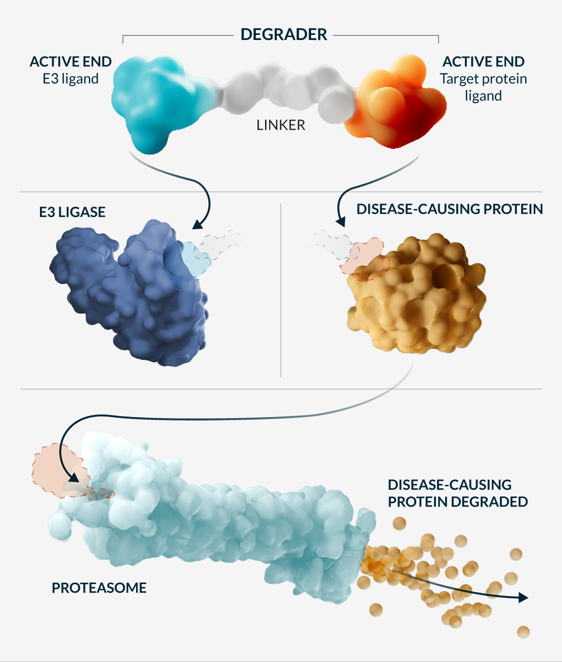 How targeted protein degradation works — a bifunctional degrader with an E3-ligand active end, a linker, and a target-protein-ligand active end brings an E3 ligase together with a disease-causing protein, which is then degraded by the proteasome