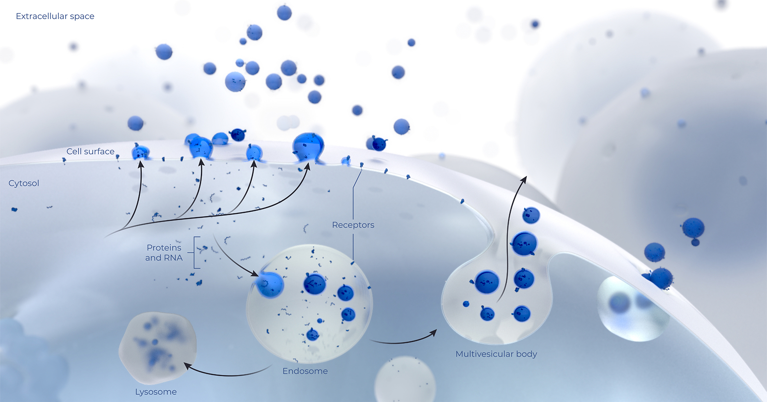 Extracellular vesicle biogenesis — proteins, RNA, and receptors sorted at the cell surface through endosomes and multivesicular bodies, rendered as a labeled 3D scientific scene