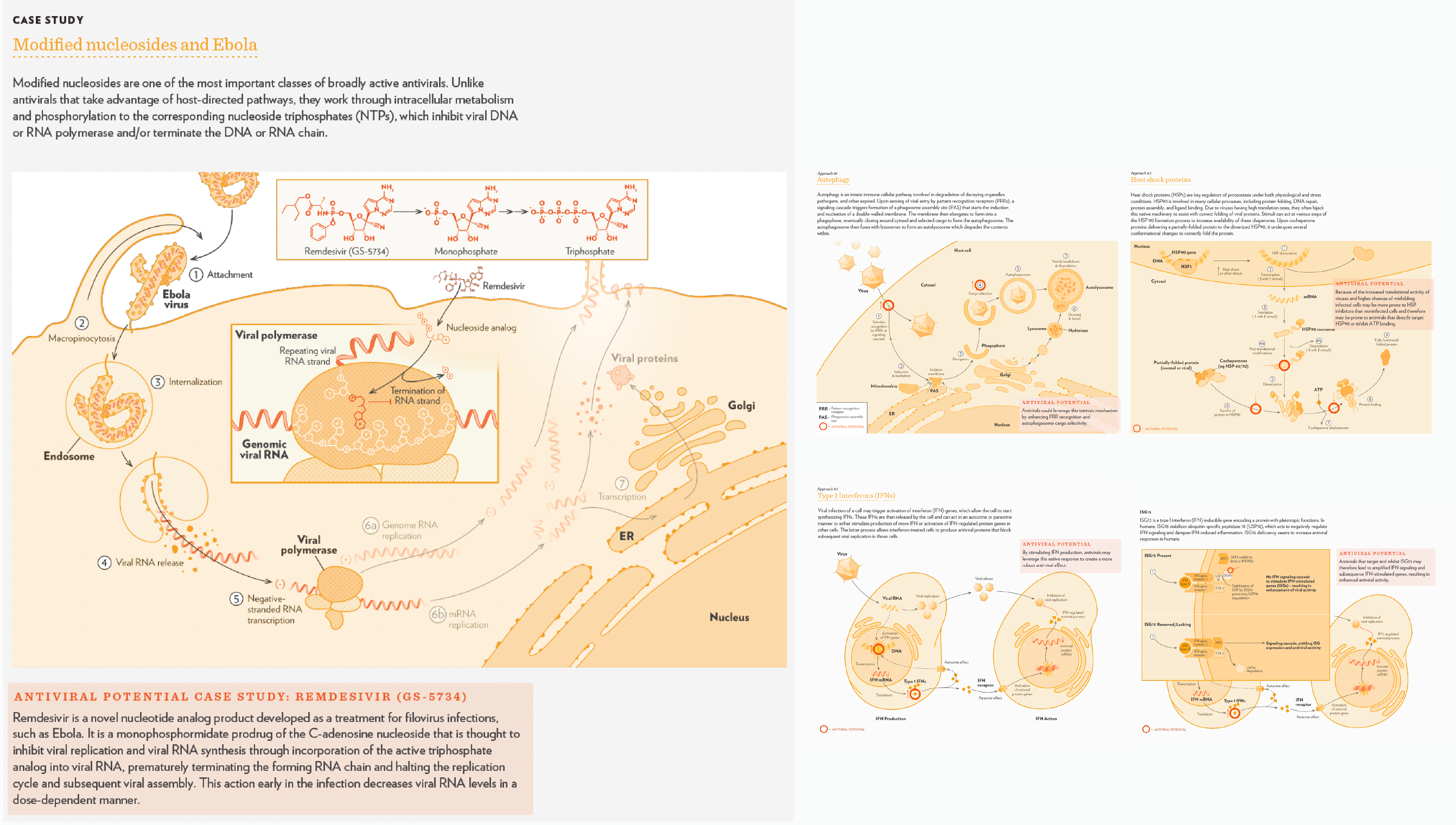 Host-directed antiviral mechanism landscape — four cellular pathways (autophagy, heat shock proteins, type 1 interferons, and ISG15) rendered in one visual language with antiviral intervention points marked