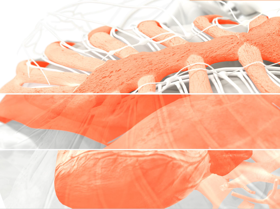 Volumetric medical imaging visualization resolving all tissue types
